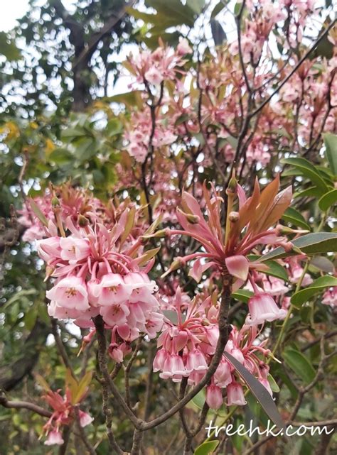 吊鐘花種植|吊鐘花 Enkianthus quinqueflorus